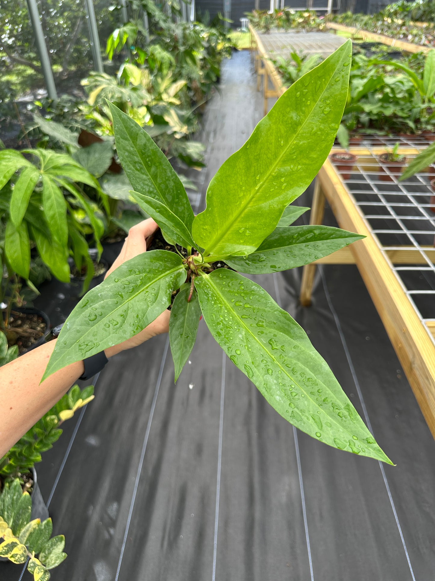 Anthurium colonicum Rare Panamanian species