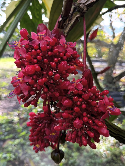 Medinilla miniata