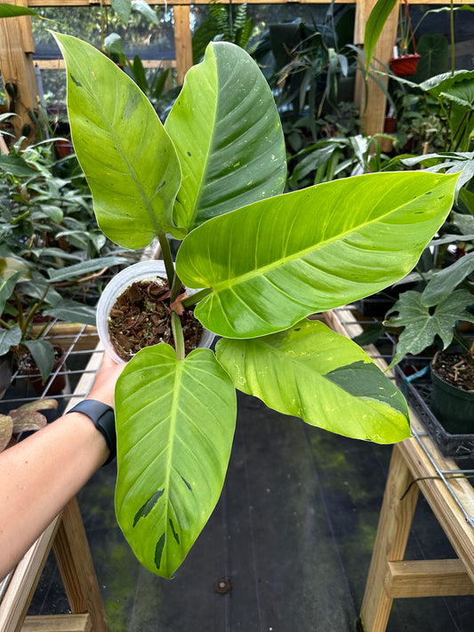 Large Rare Philodendron Ruaysap Variegated