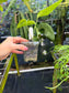 Monstera aff. obliqua "Filamentous" Rare