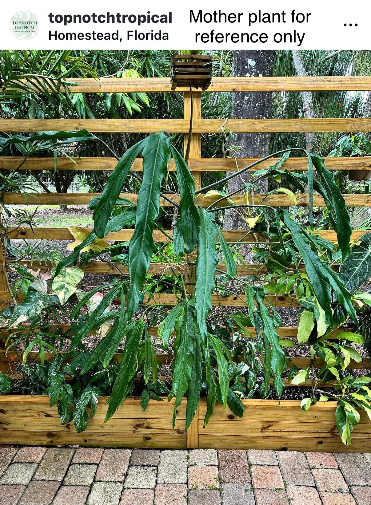 Philodendron paloraense Large, LOCAL PICK UP SPECIAL