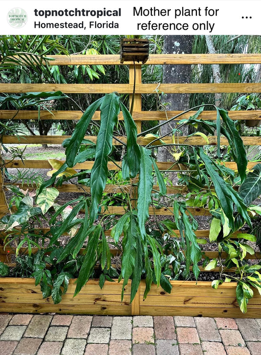 Philodendron paloraense Large, LOCAL PICK UP SPECIAL