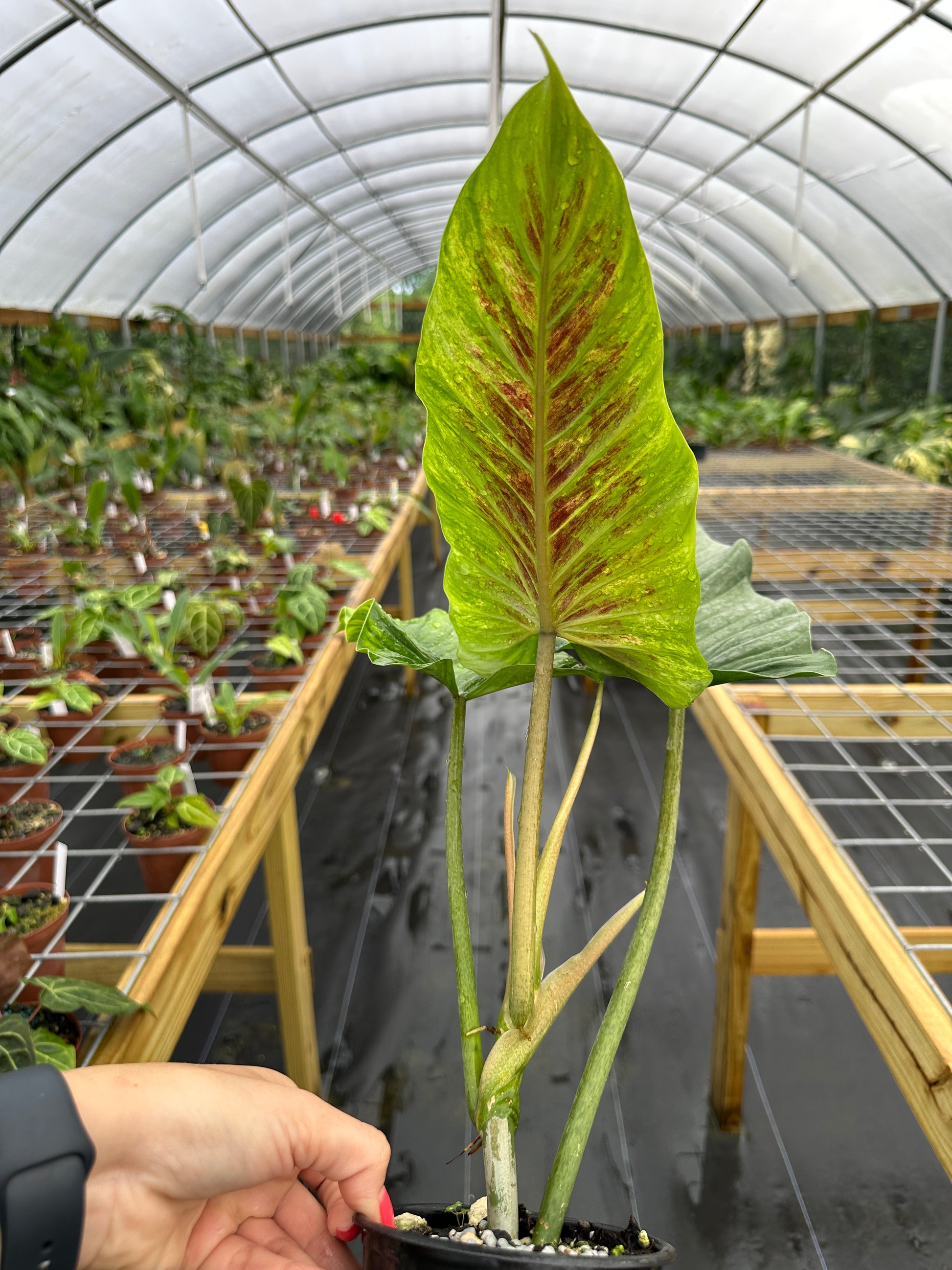 philodendron subhastatum propagation Philodendron subhastatum Variegated – Top Notch Tropical