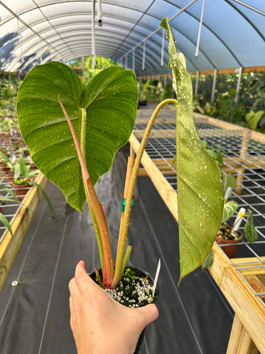 Rare Philodendron Billienum (Billietiae X Pastazanum)