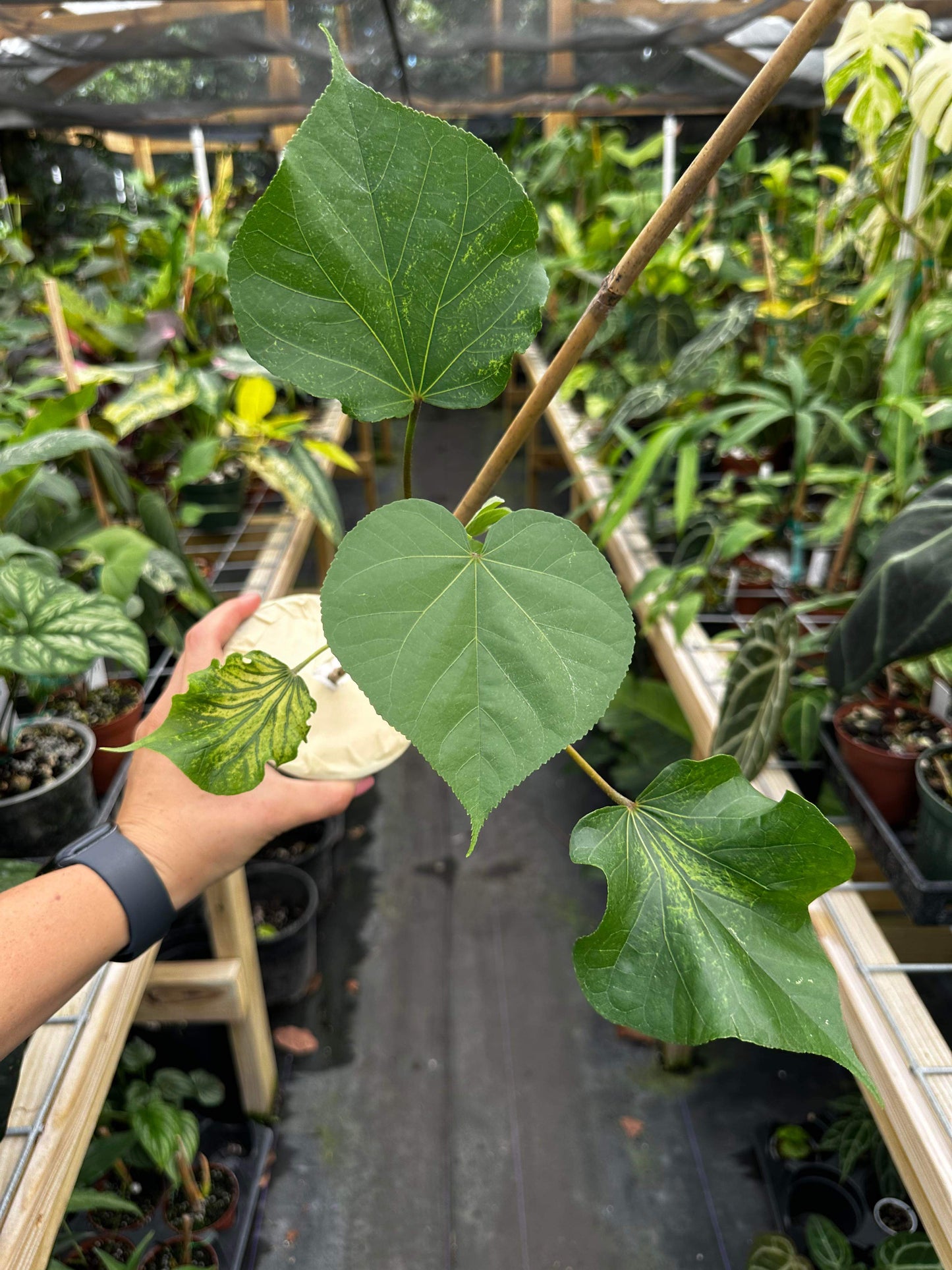 Talipariti tiliaceum var. populneus (Beach Hibiscus)