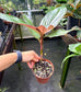 Amischotolype marginata, Rare