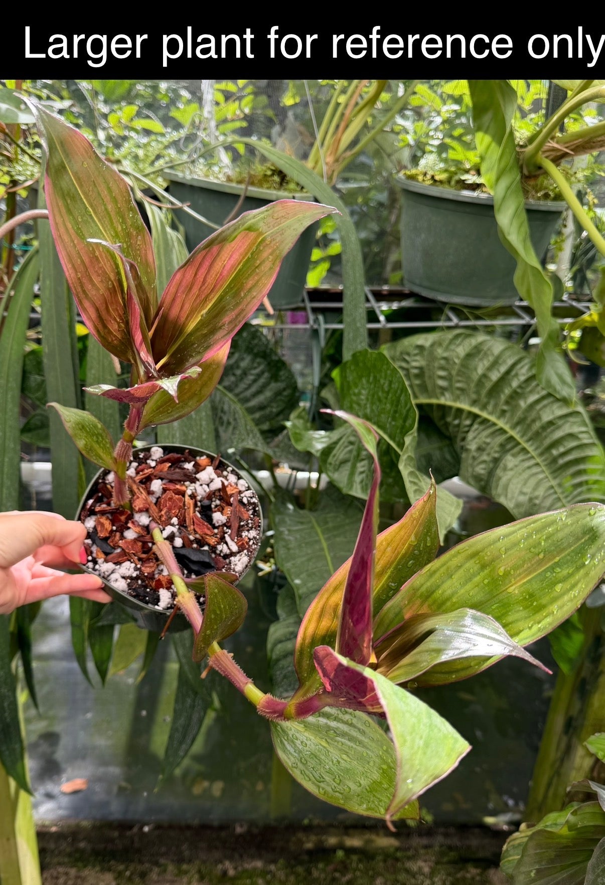 Amischotolype marginata, Rare