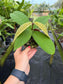 Syzygium versteegii