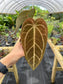 Anthurium (Black Widow x Michelle) x (magnificum x papillilaminum) EXACT PLANT