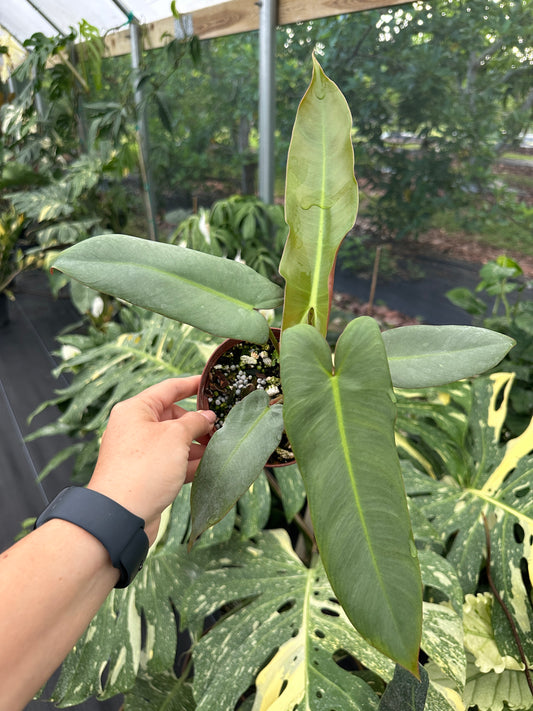 Philodendron atabapoense