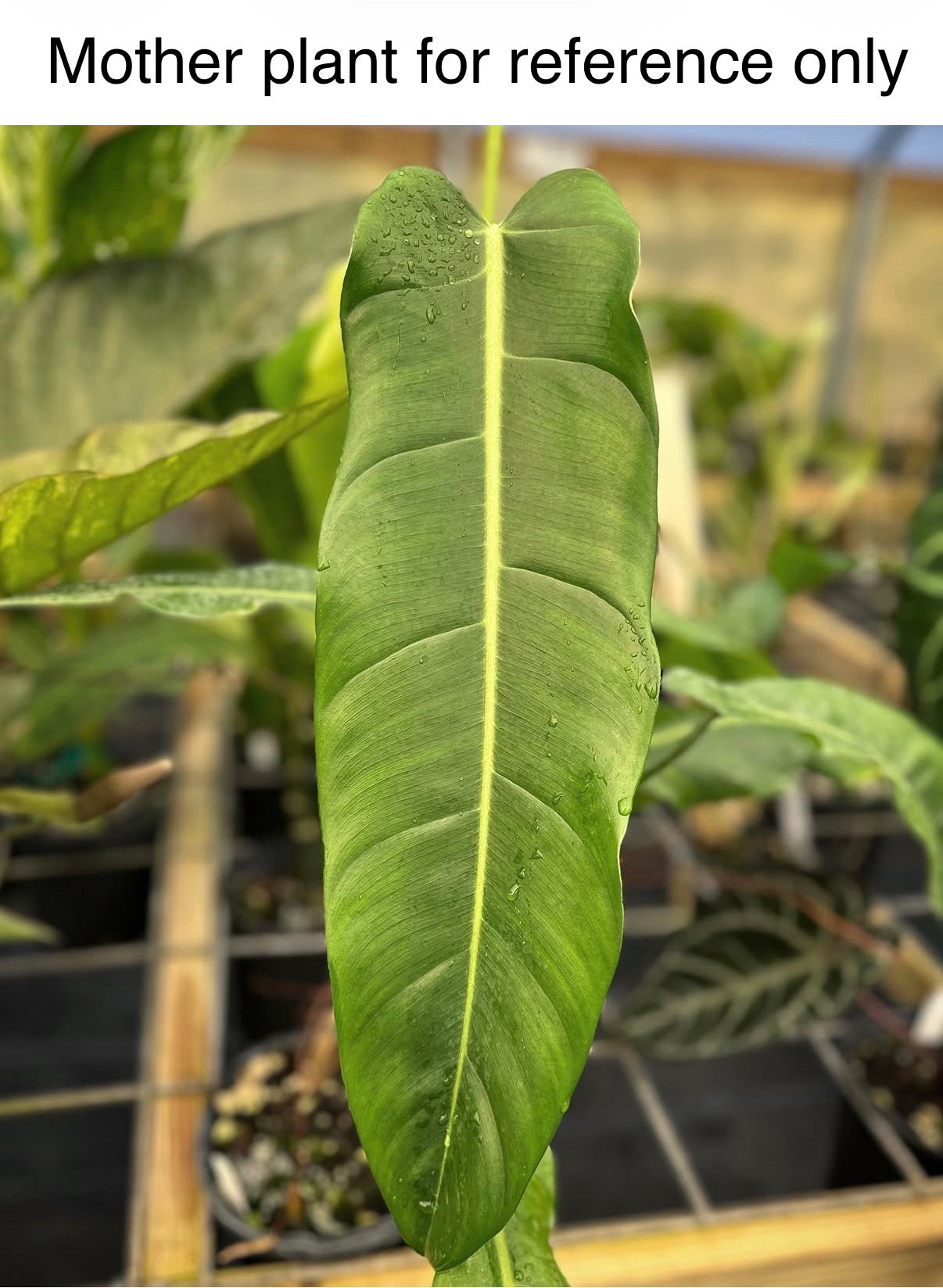 Philodendron sp. Costa Rica, Rare