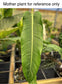 Philodendron sp. Costa Rica, Rare