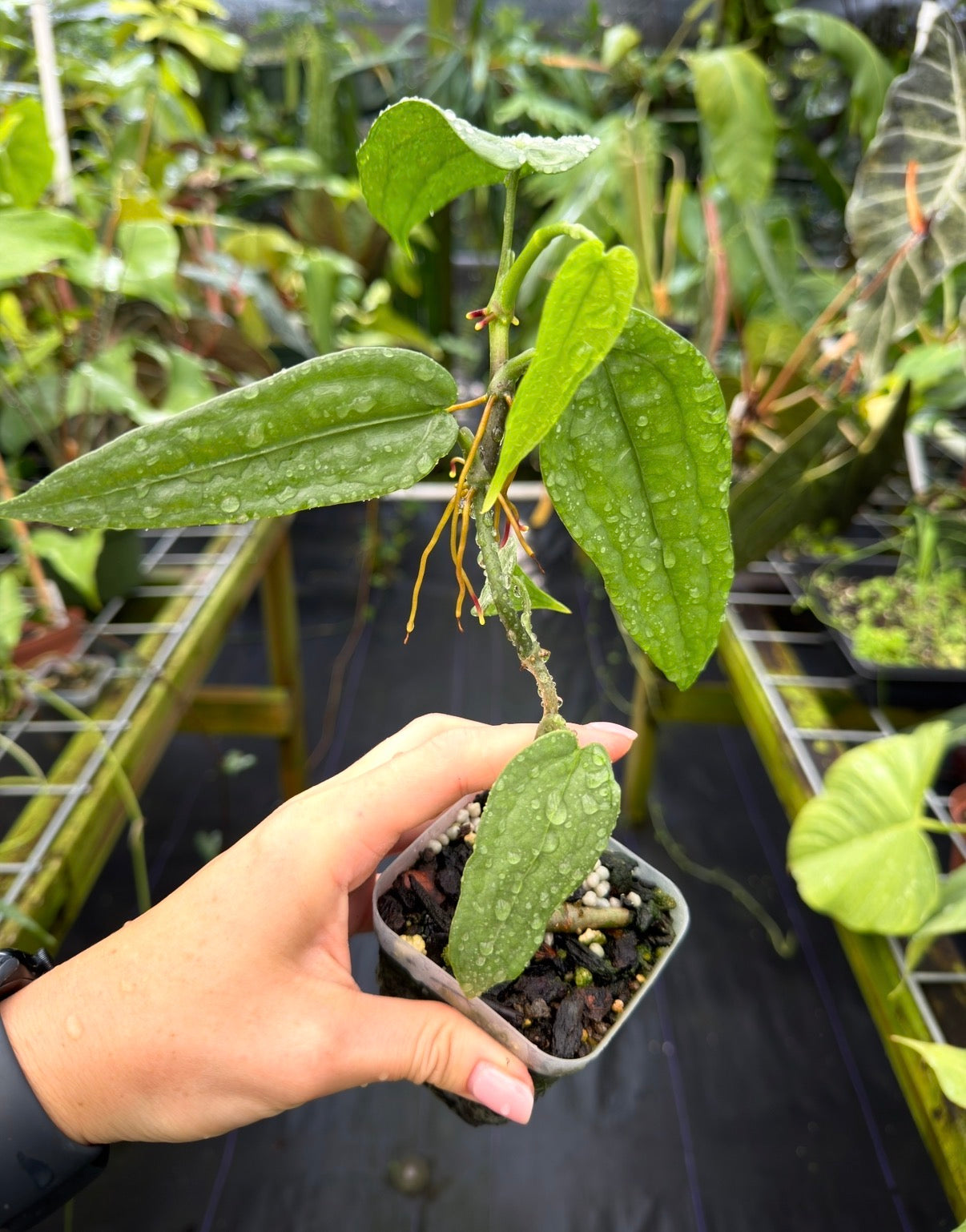 Anthurium sp. 'Limon'