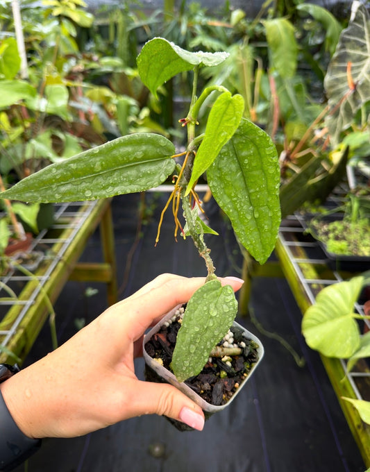 Anthurium sp. 'Limon'