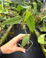 Anthurium sp. 'Limon'