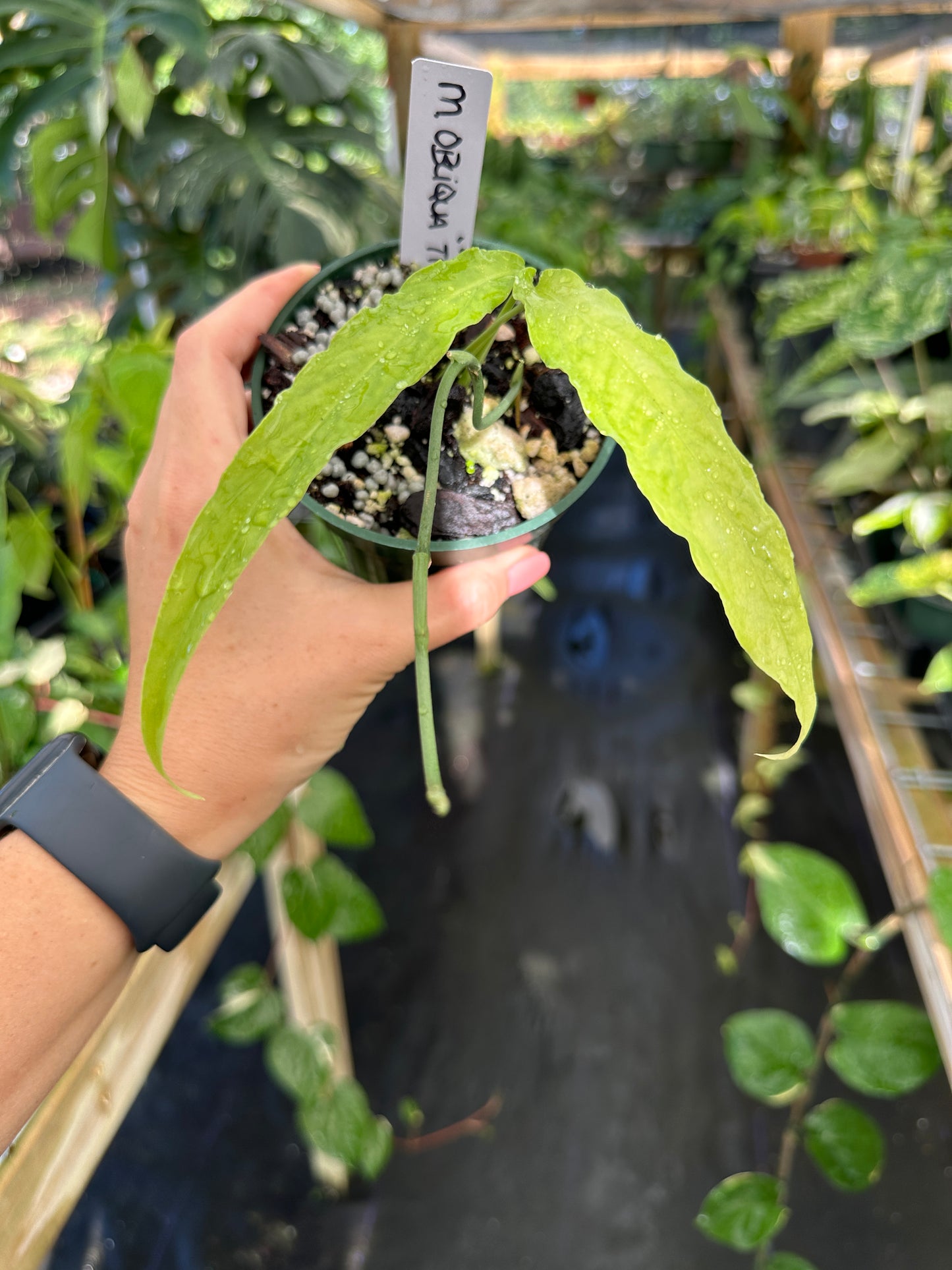 Monstera obliqua ‘Tiwintza' RARE