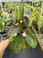 Kaempferia sp. aurea variegated