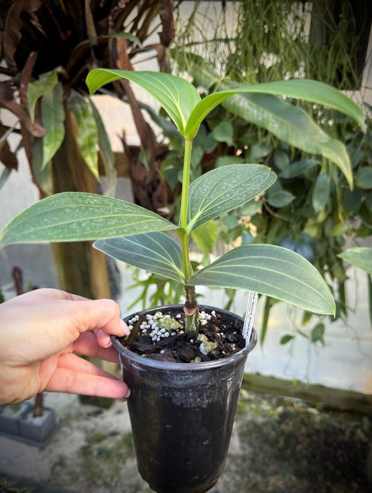 Medinilla magnifica Hybrid Flamenco Pink