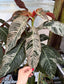Large Hoffmannia ghiesbreghtii Variegated, EXACT PLANT, LOCAL PICK UP SPECIAL