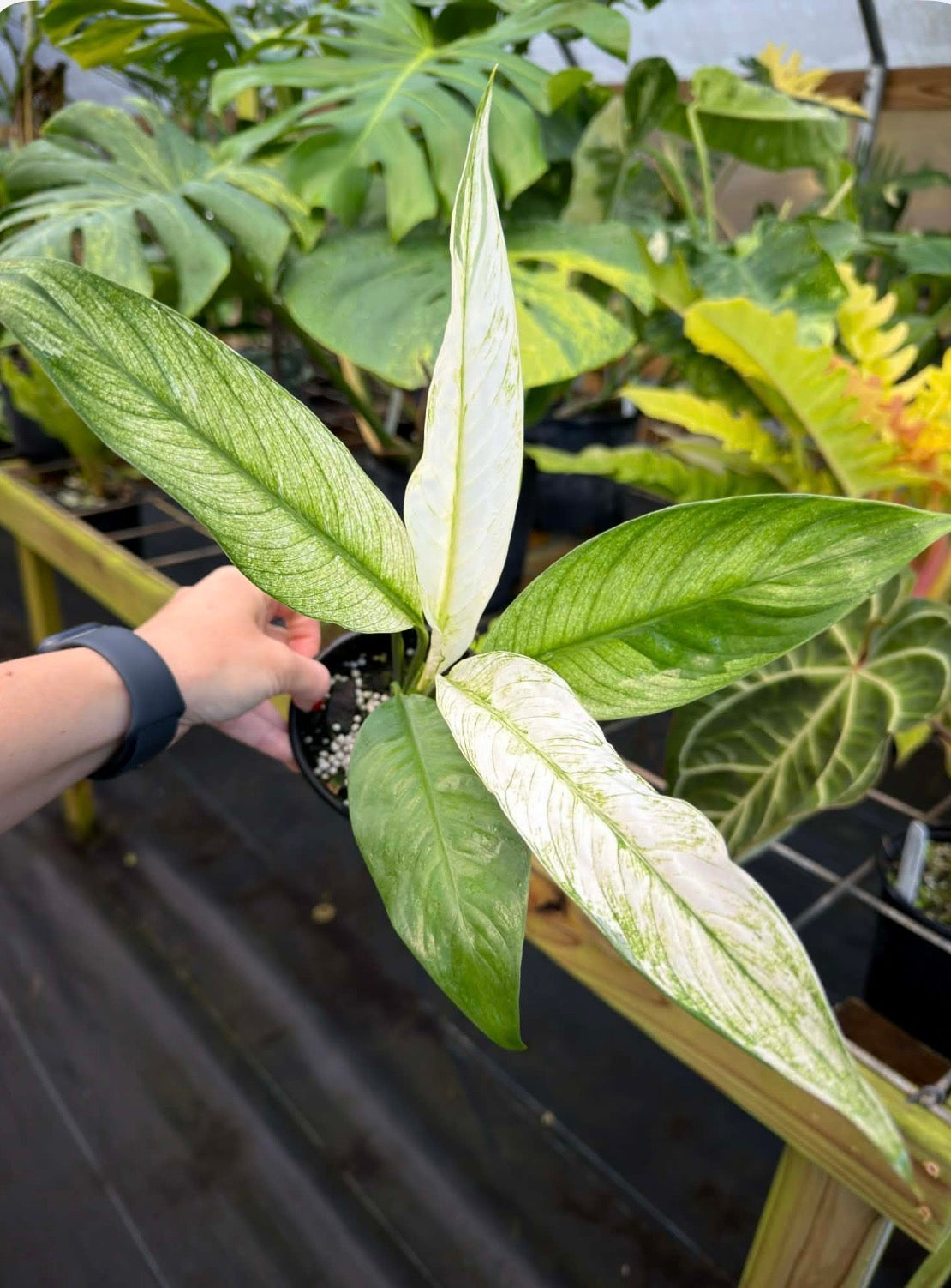 city of angels peace lily Spathiphyllum City of Angels