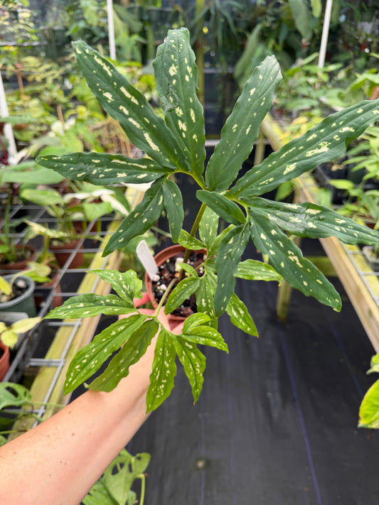 Chlorospatha kolbii RARE