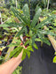 Chlorospatha kolbii RARE