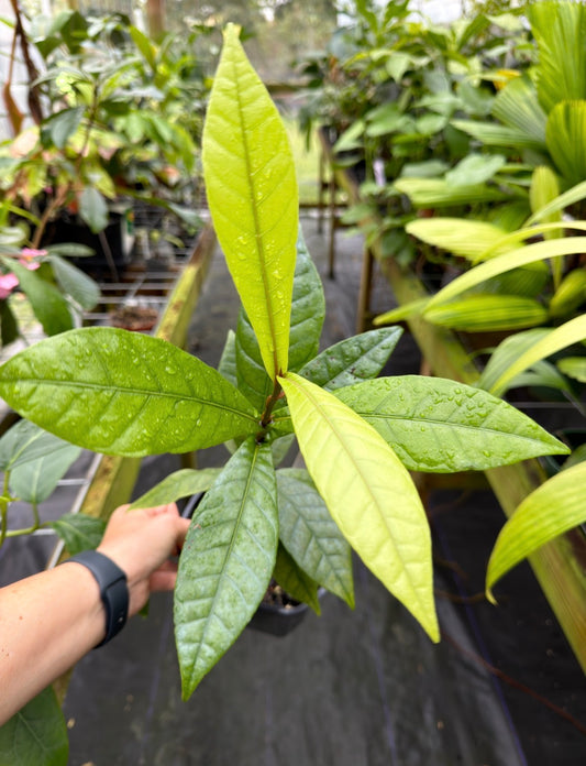 Grias cauliflora, the Anchovy pear, Rare