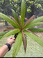 Barringtonia papuana, Rare