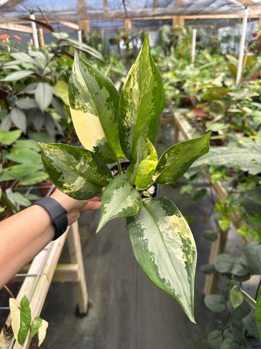 Aglaonema suvarnabhumi variegated ‘Airport’