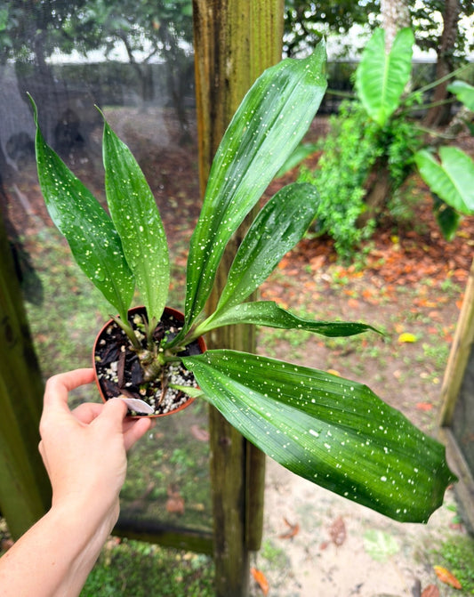 Aspidistra elatior 'Milky Way' , Cast Iron Plant  'Milky Way'