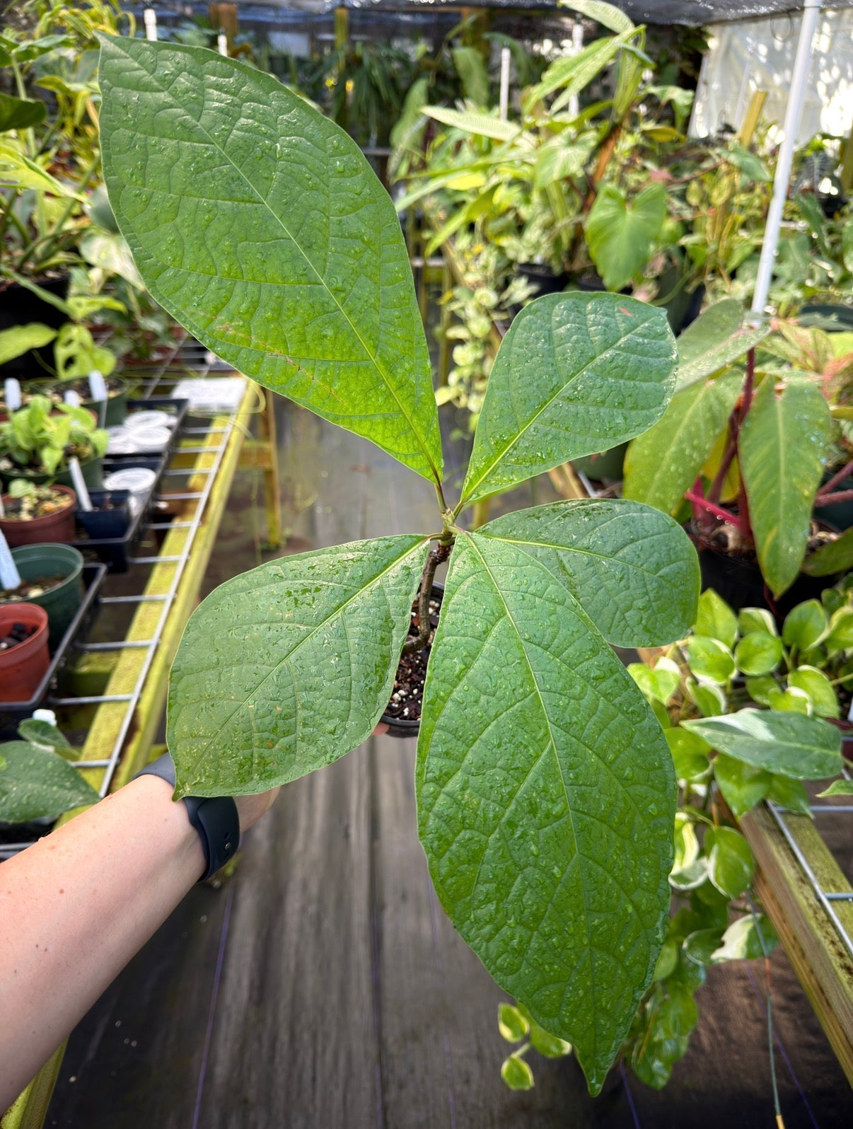 Coccoloba tuerckheimii Rare