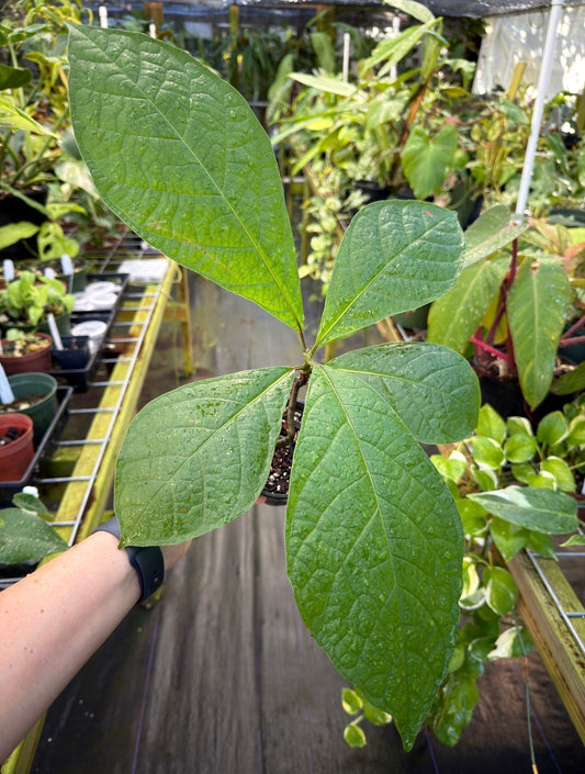 Coccoloba tuerckheimii Rare