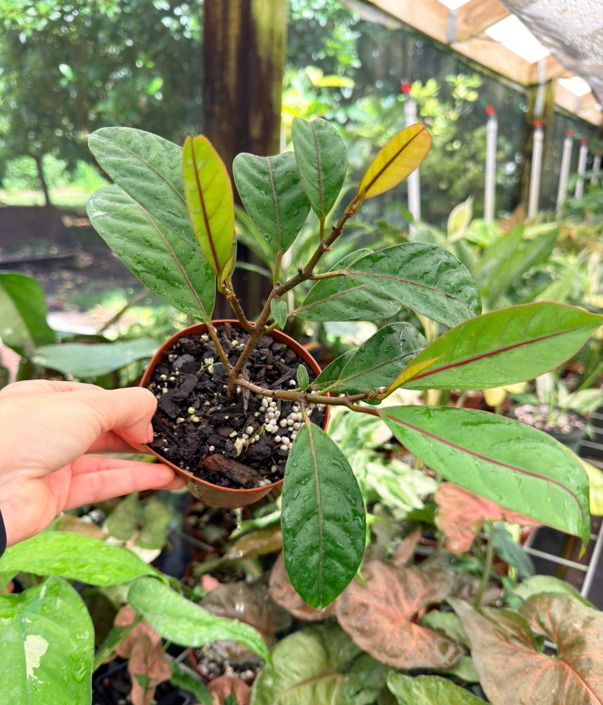 Neea virens "Blue", sp. “Blue Ecuador”, Rare