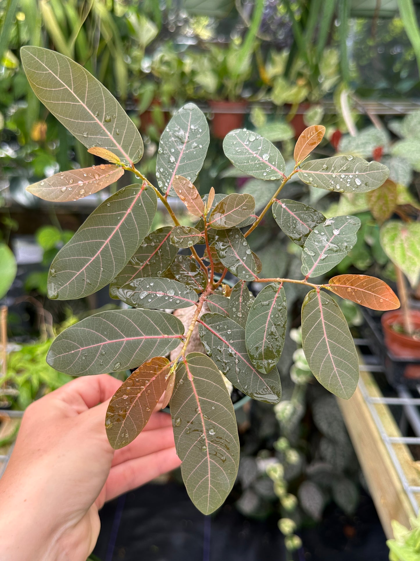 Phyllanthus mirabilis