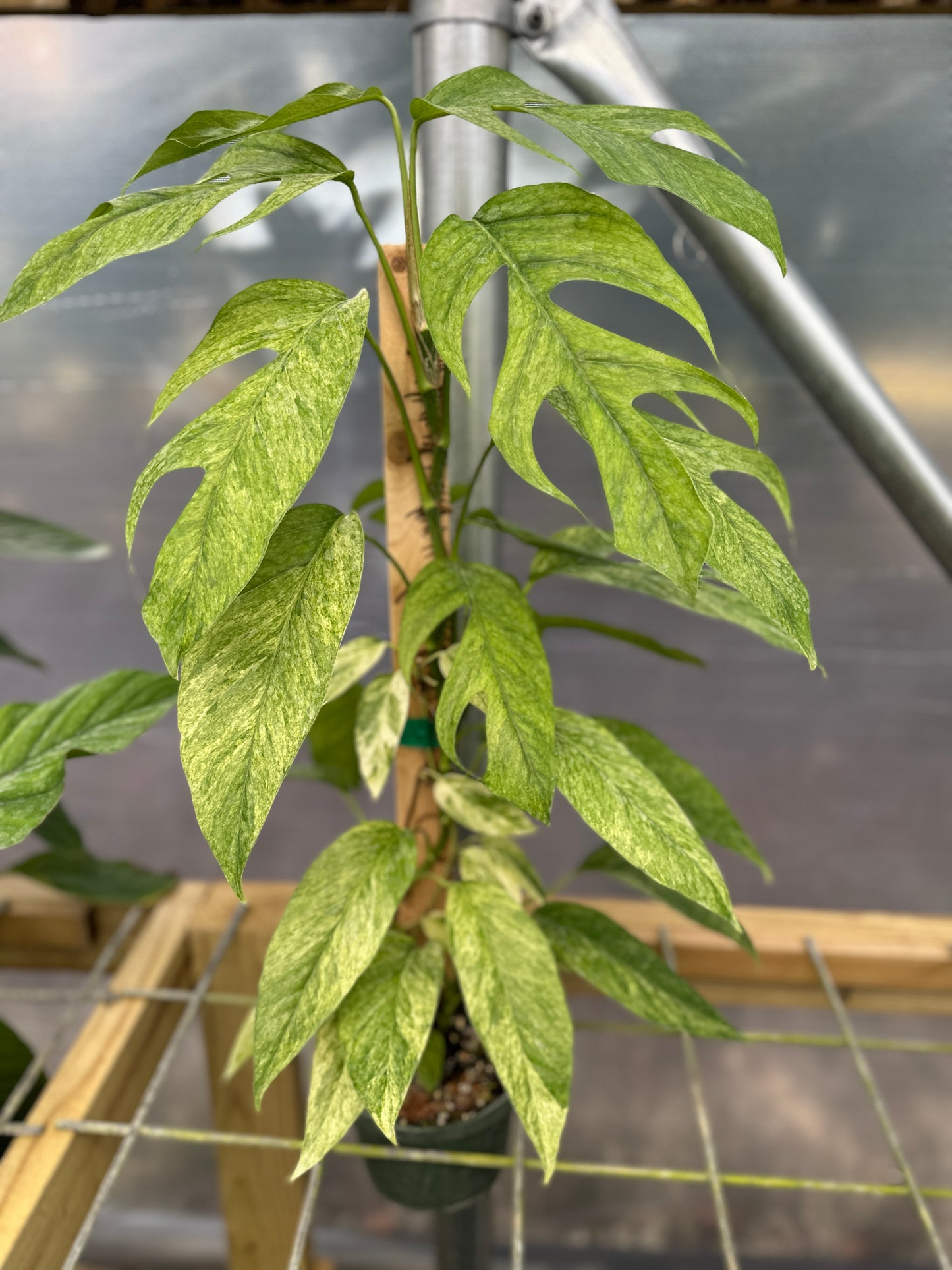 Large Epipremnum pinnatum Mint Variegated