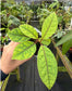 Neea virens "Blue", sp. “Blue Ecuador”, Rare