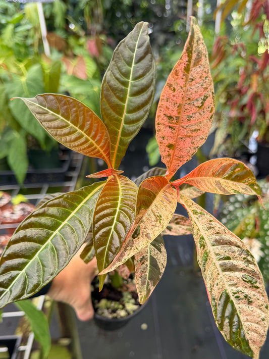 Hoffmannia ghiesbreghtii Variegated, Strawberry Taffeta Plant