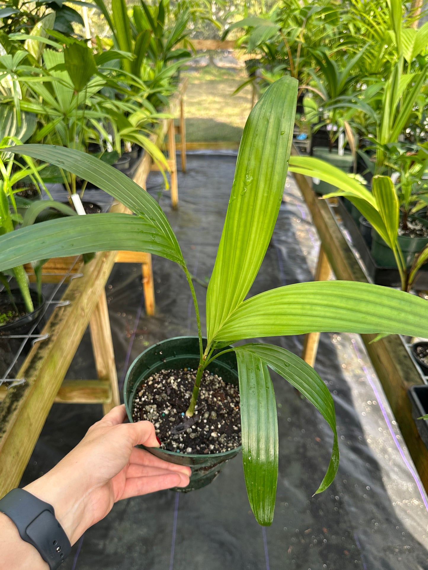 Areca triandra, Perfume Palm Tree (Lemon Scented Flowers)