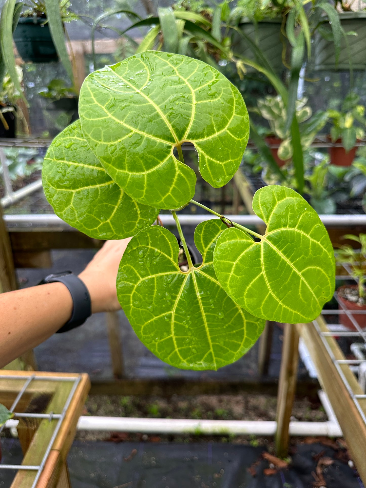 Aristolochia leuconeura