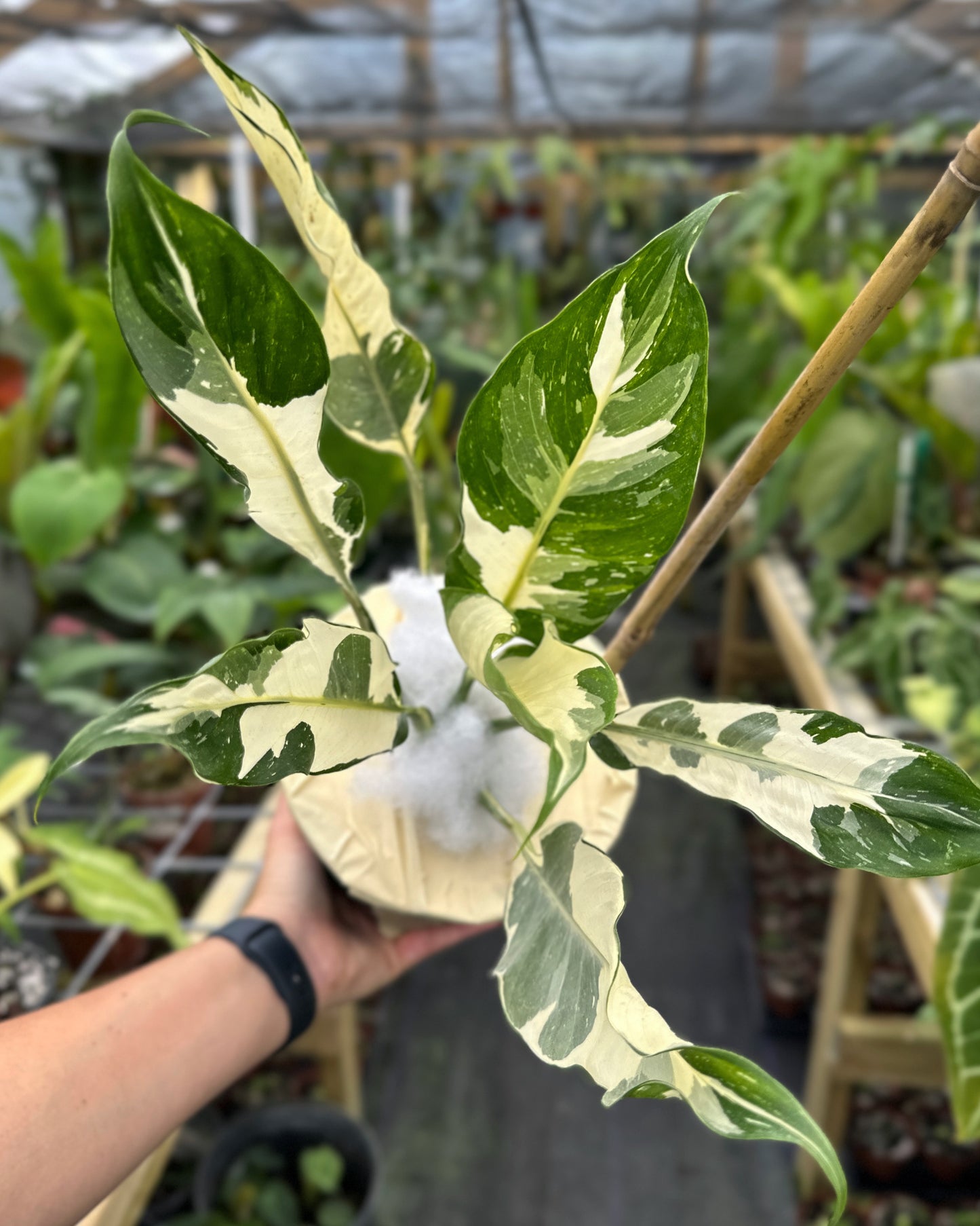 Rare Spathiphyllum "Galaxy" High variegated Peace Lily