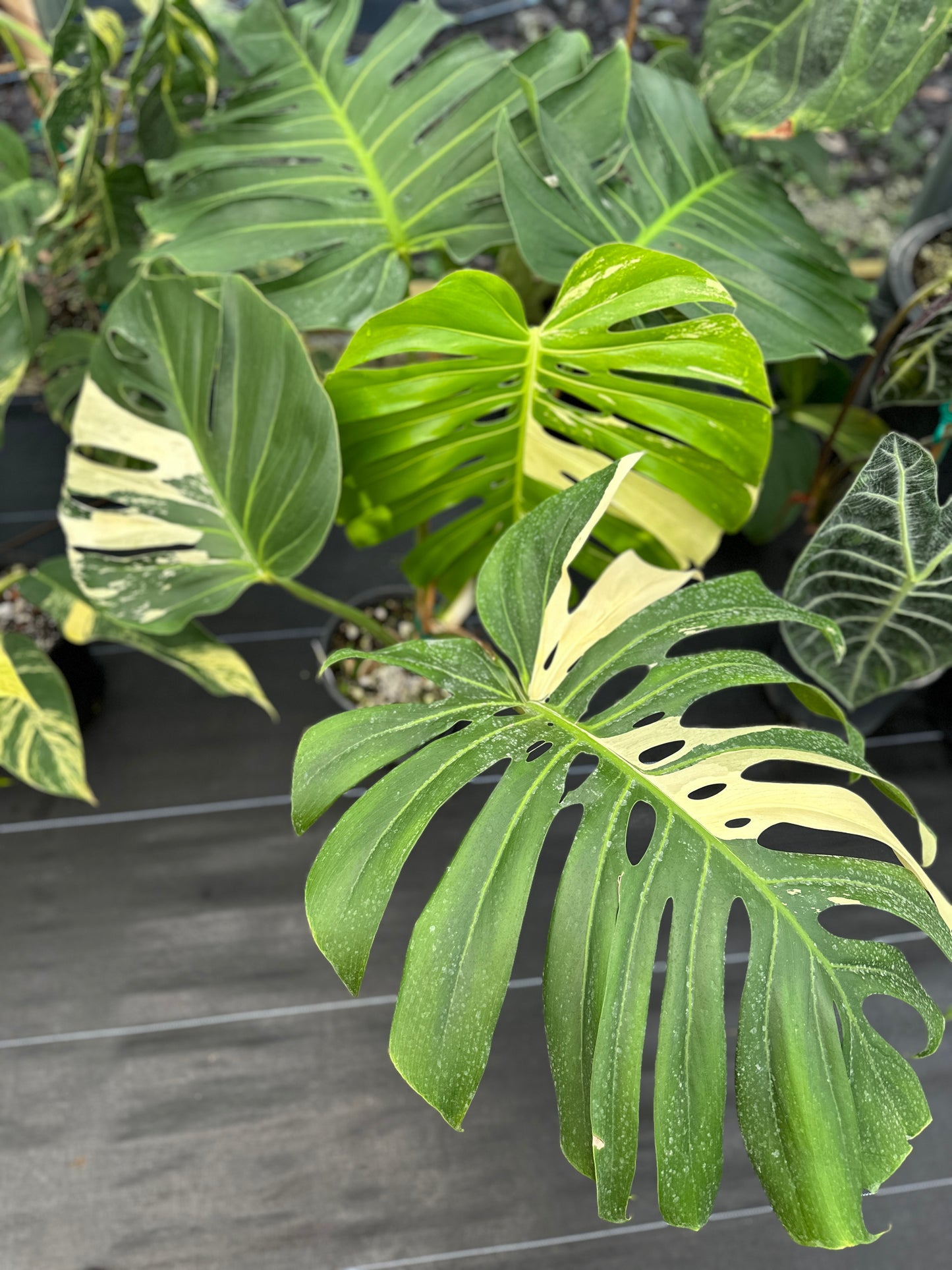 XL Monstera NOID, Mint Variegated Large/Intermediate form EXACT PLANT LOCAL SPECIAL