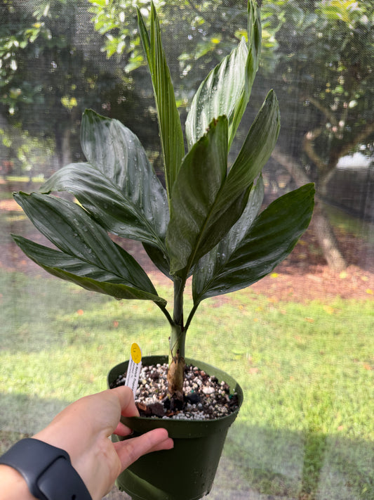 Chamaedorea Metallica, Metallica Palm