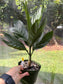 Chamaedorea Metallica, Metallica Palm