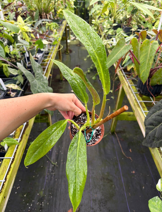 Philodendron barrosoanum 'Giganteum'