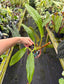 Philodendron barrosoanum 'Giganteum'