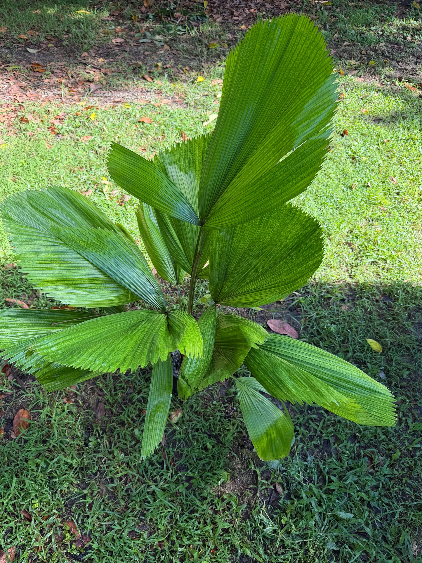 Licuala grandis Palm, Large, LOCAL PICK UP SPECIAL