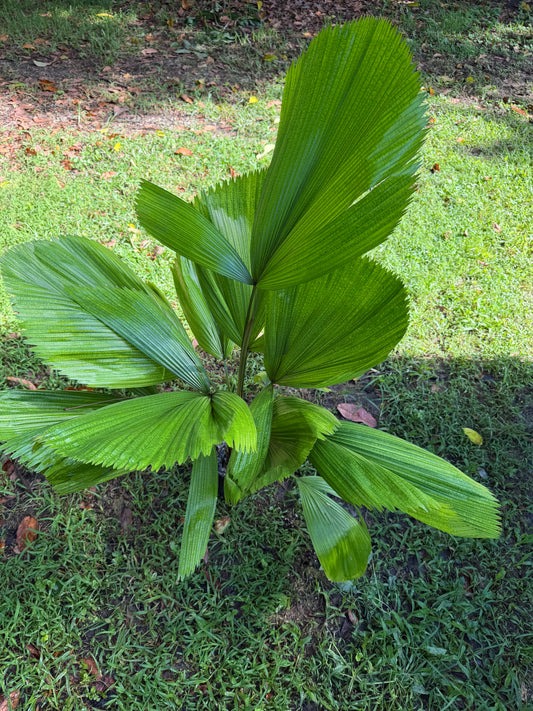 Licuala grandis Palm, Large, LOCAL PICK UP SPECIAL