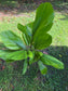 Licuala grandis Palm, Large, LOCAL PICK UP SPECIAL