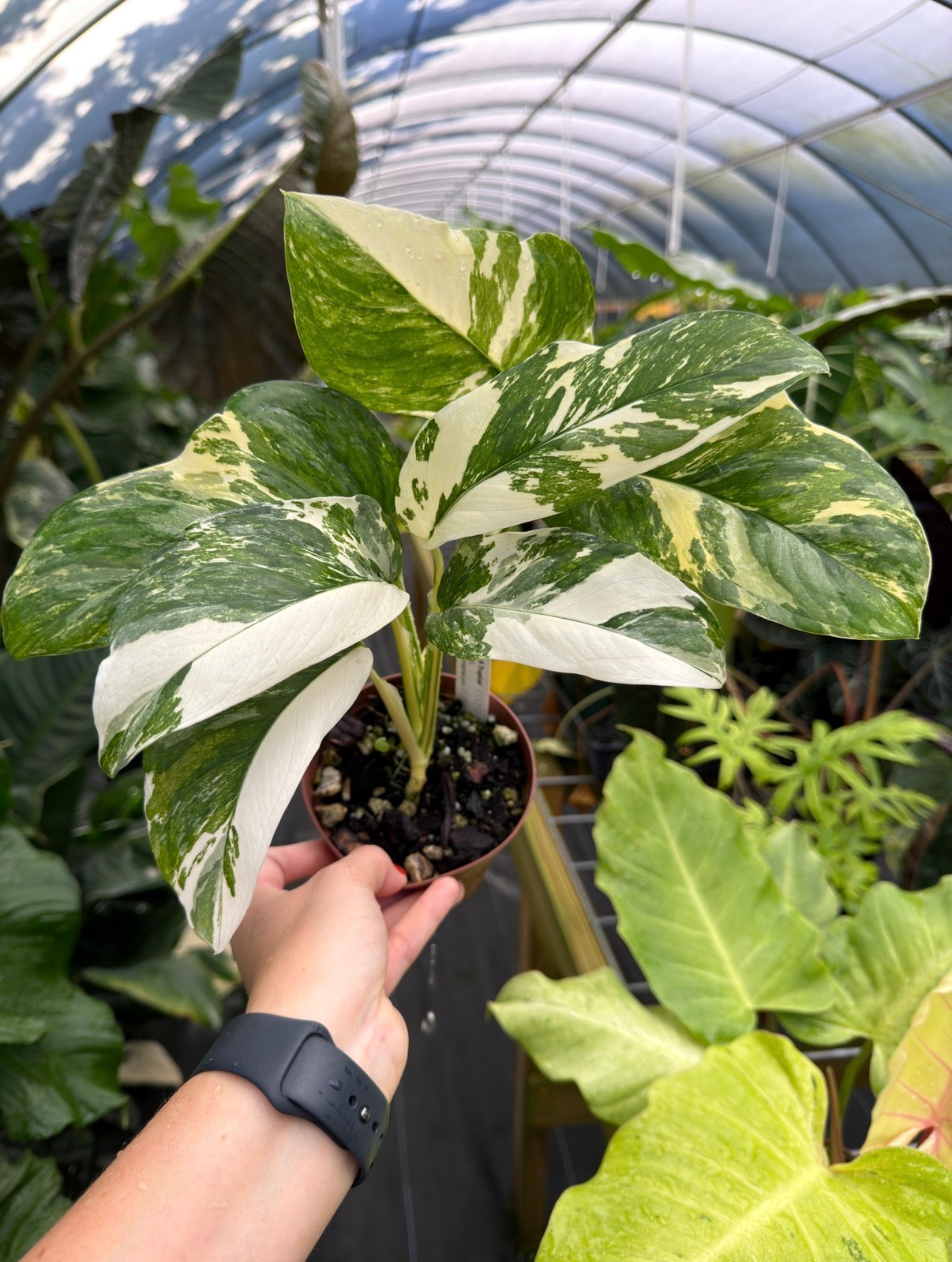 Monstera lechleriana Variegated
