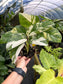 Monstera lechleriana Variegated